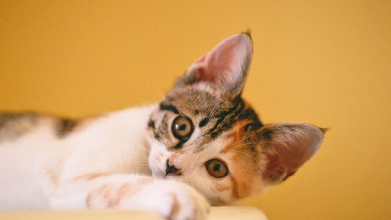 Kediler neden kusar? Kedi kustuktan sonra ne yapılmalı