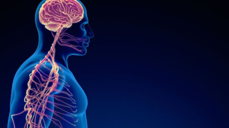 B vitamini hangi besinlerde bulur, hangi bitki, meyve sebzede olur? Ne işe yarar?