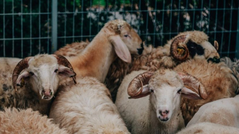 Diyanet 2026 kurban vekalet ücretlerini açıkladı