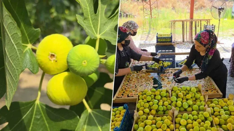 Taze inciri böyle değerlendiriyorlar: 5-6 katı fiyata satılıyor